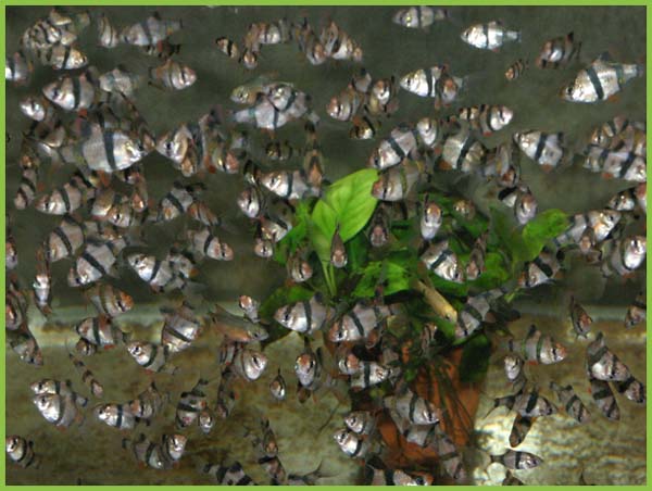 www.israquarium.co.il